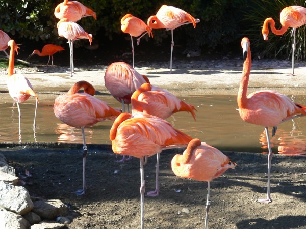 Flamingos repousam em água rasa
