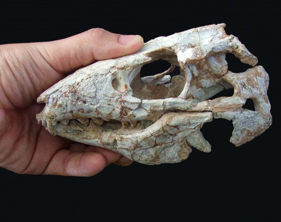 Crânio fóssil de um crocodilomorfo