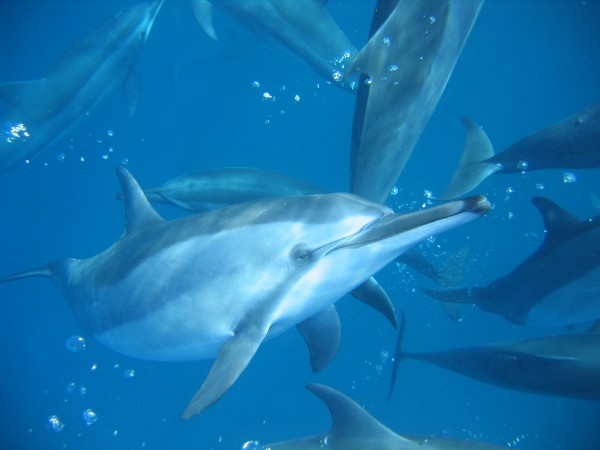 Grupo de golfinhos-rotadores em Fernando de Noronha
