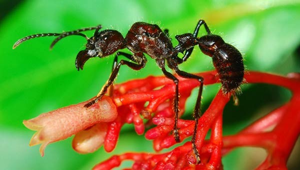 Resultado de imagem para formiga tocandira