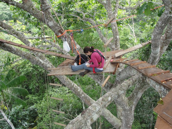 Pesquisadora sobe em plataforma montada em cima de uma árvore.