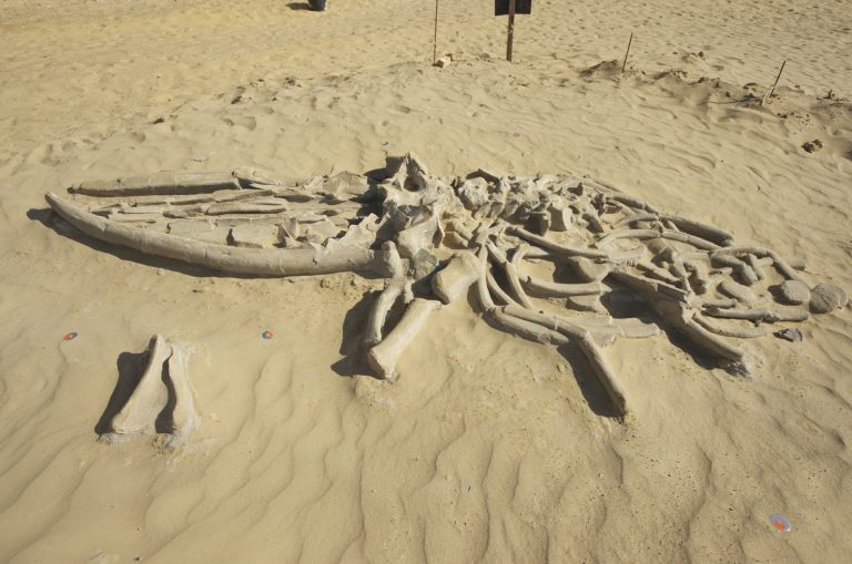 Fóssil de baleia encontrado no deserto de Atacama, no Chile