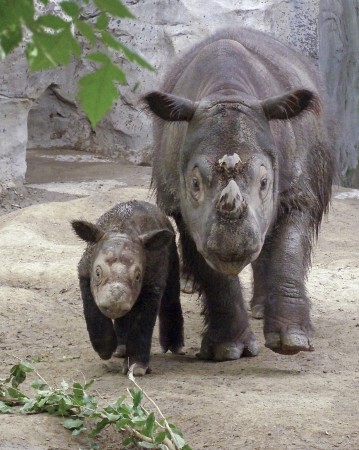 Rinoceronte de Sumatra com filhote