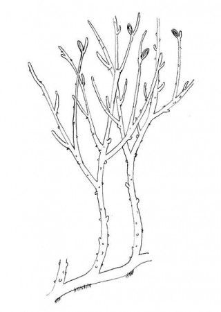 'Rhynia gwynne-vaughanii'