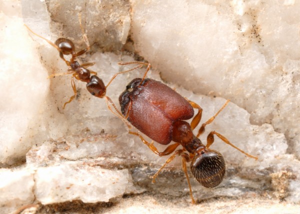 Uma formiga supersoldado ao lado de uma formiga operária