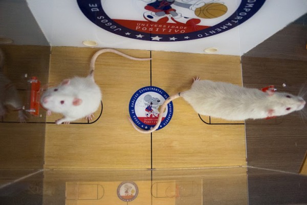 Dois ratos de laboratório jogando basquete