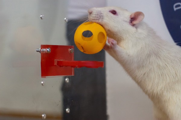 Ratinho de laboratório faz cesta
