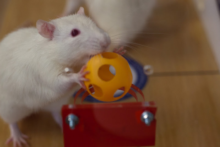 Ratinho de laboratório faz cesta