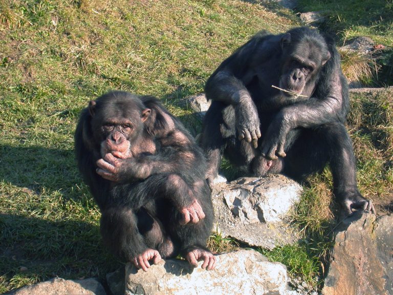Dois chimpanzés