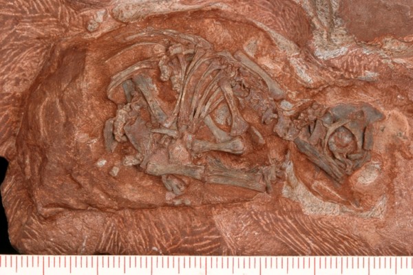 Esqueleto fossilizado de um embrião de dinossauro