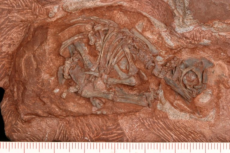 Esqueleto fossilizado de um embrião de dinossauro