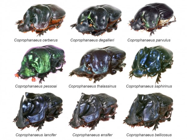 Diferentes espécies de besouros-carniceiros