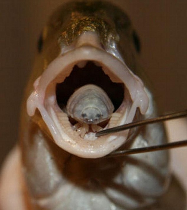 Parasita dentro da boca de um peixe