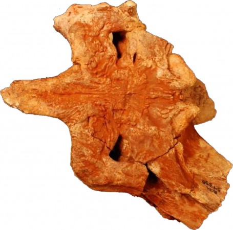 Fóssil de crocodilo pré-histórico