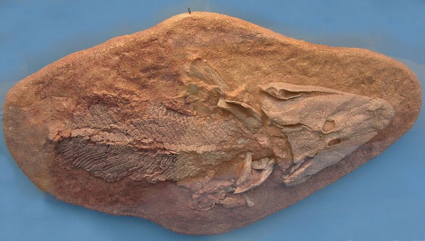Fóssil de 'Tiktaalik'