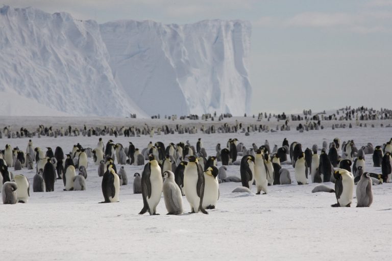 Colônia de pinguins-imperadores