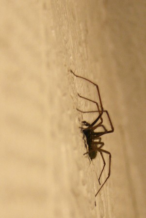 Aranha na parede