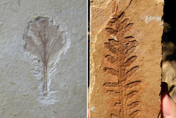 Folhas fósseis