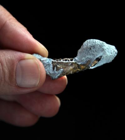 Fóssil de mandíbula de chinchila