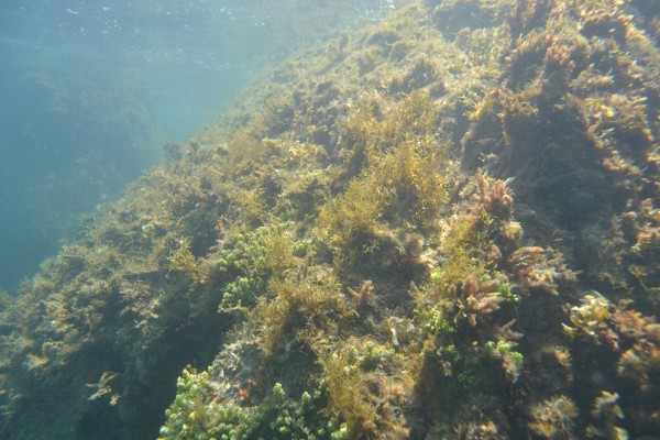 Costão rochoso (parte submersa)