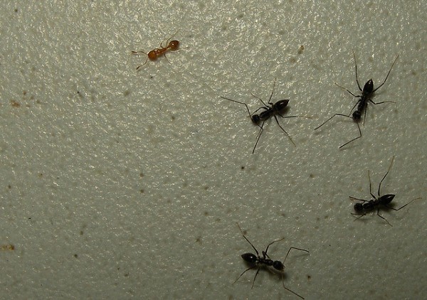 formigas na parede