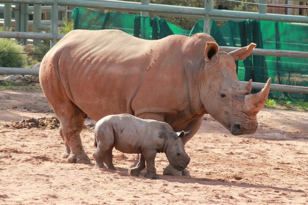 Rinoceronte com filhote