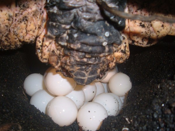 Tartaruga botando ovos