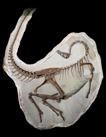 fóssil de ornitomimossauro