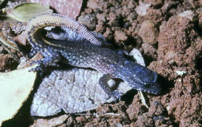 Coleodactylus brachystoma