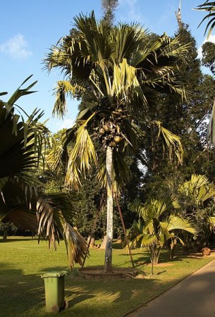 Lodoicea maldivica (palmeira)