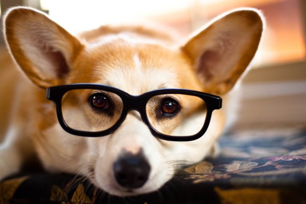 Cachorro de óculos