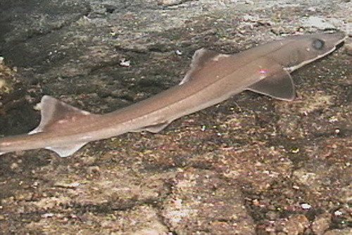 Tubarão-gollum