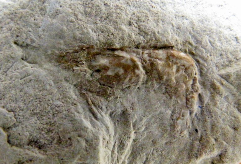 Camarão fossilizado