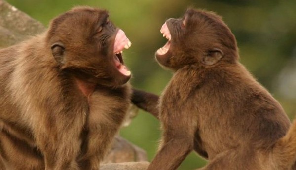 O macaco gelada imita a risada de seus companheiros na tentativa de fortalecer os laços afetivos (Foto: PF Ferrari)