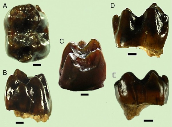 Os dentes e ossos encontrados sugerem que os macacos antigos comiam mais insetos e sementes do que seus parentes atuais (Foto: James Rossie, Christopher Gilbert e Andrew Hill)