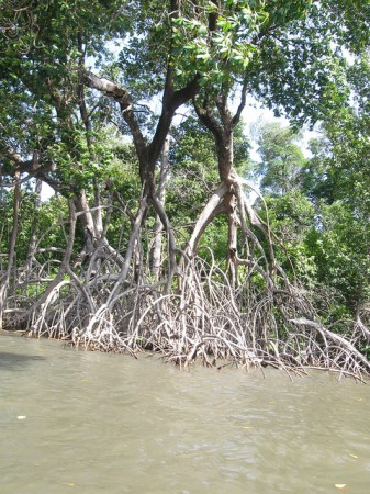 As raízes altas das árvores, chamadas raízes aéreas, são símbolo do mangue e ajudam as plantas a puxarem o oxigênio do ar (Foto: Fernanda Gonçalves / Flickr / CC BY 2.0)