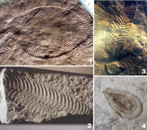 Seres vivos estranhos viviam nos mares há 600 milhões de anos: <i>Dickinsonia</i> (1), <i>Pteridinium</i> (2), <i>Charniodiscus</i> (3), <i>Kimberella</i> (4) e tantos outros desapareceram para sempre, deixando-nos apenas seus fósseis (Fotos: Wikimedia Commons)
