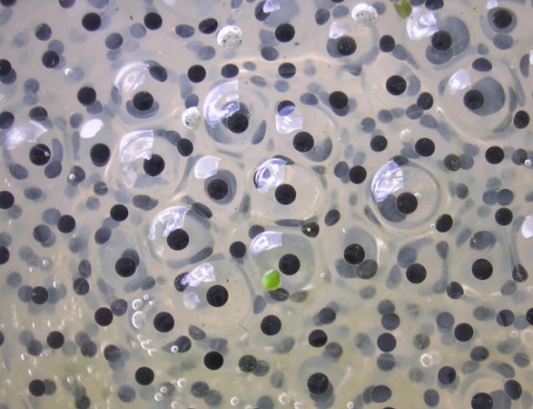 Os pesquisadores conseguiram obter embriões da rã em aquários e continuam as pesquisas para chegar a girinos (Foto: Tarquin/ Wikimedia Commons)