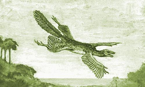 Desenho de Charles William Beebe sobre como seria uma ave de quatro asas (Imagem: Wikimedia Commons)