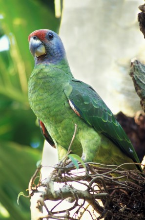 O papagaio-de-cara-roxa é uma ave típica da Mata Atlântica, presente no litoral sul de São Paulo, em todo o litoral do Paraná e no litoral norte de Santa Catarina (Foto: Zig Coch)
