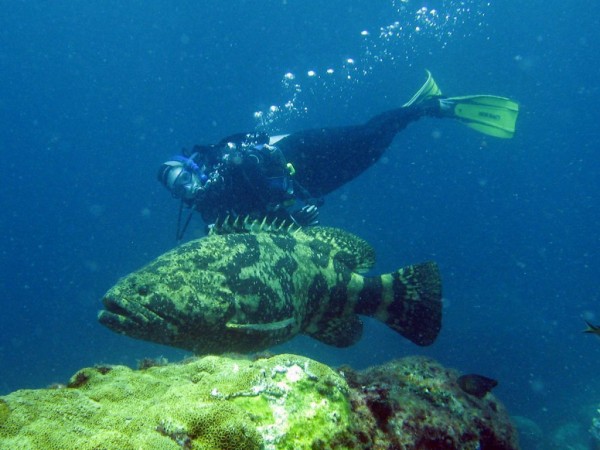 O mero é uma espécie de grande porte e está ameaçado de extinção. Ele é protegido por lei e sua pesca é proibida na costa brasileira (Foto: Carlos E. L. Ferreira)