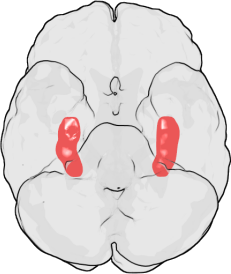 A imagem representa um corte do cérebro visto de cima. Em vermelho, está o hipocampo, onde novos neurônios se formam durante a fase adulta (Ilustração: Washington Irving / Wikimedia Commons)