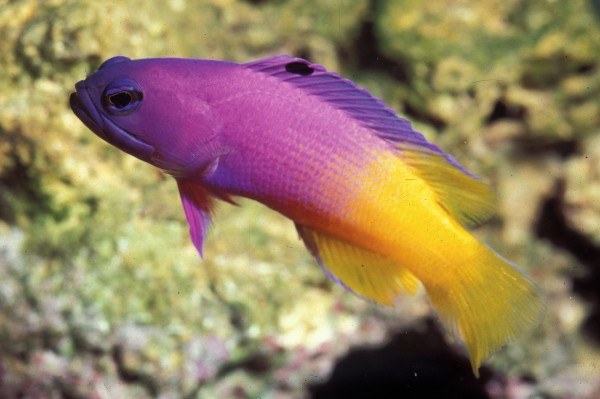 Peixes pequenos também correm risco de entrar em extinção. Os coloridos, como os da espécie Grama brasiliensis, são os preferidos de quem faz pesca ornamental (Foto: João L. Gasparini)