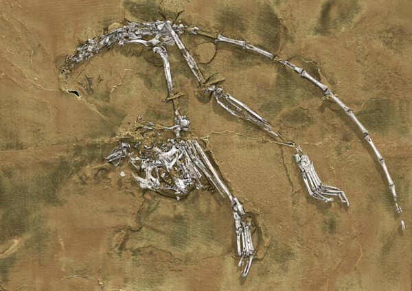 O fóssil estava quase completo cabe na palma de uma mão (Foto: Paul Tafforeau/ ESRF e Xijun Ni/ Chinese Academy of Sciences)