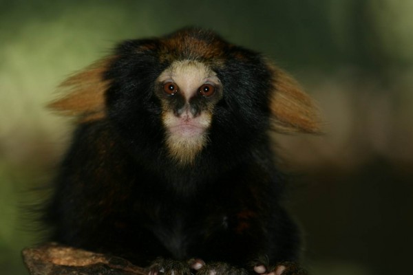 O sagui-da-serra-escuro tem sua população ameaçada pela presença de primatas invasores (Foto: Sávio Freire Bruno)