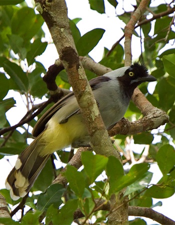 O cancão-da-campina é uma ave que, apesar de ser grande e barulhenta, só foi descoberta recentemente. Ele vive em regiões remotas da Amazônia, antes inacessíveis, e já é considerado ameaçado de extinção (Foto: Luciano Lima)