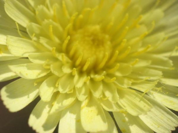 Para obter a nova variedade de alface, pesquisadores cruzaram o pólen das flores de duas espécies diferentes (Foto: Wikimedia Commons)