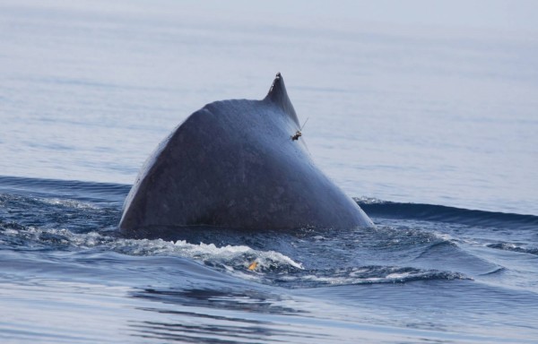 As baleias são monitoradas com um transmissor de 26 centímetros de comprimento e 450 gramas de peso. Ele é preso na pele das jubarte como uma espécie de brinco – para fazer isso, os pesquisadores usam um rifle que dispara o dispositivo a distância. (Foto: Instituto Aqualie, Projeto Monitoramento de Baleias por Satélite) 