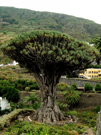 Foram catalogadas cerca de 40 espécies de dragoeiros, algumas delas usadas como plantas ornamentais. O sangue-de-dragão é extraído de poucas espécies, como a <i>Dracaena draco</i> – o nome específico que dizer “dragão”, em latim. A árvore é nativa de Marrocos, Cabo Verde, Ilha da Madeira e Ilhas Canárias (Foto: Esculapio / Wikimedia Commons / CC BY-NC-ND 3.0)