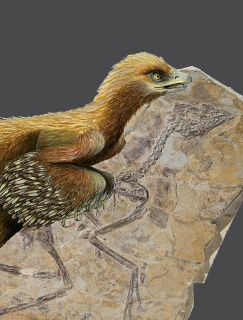 Fóssil e reconstrução do <i>Aurornis xui</i>, descoberto na China. Cientistas discutem se o animal representa o antepassado mais antigo já registrado das aves atuais (Imagem: Jonica Dos Remedios/Claude Desmedt/IRSNB)